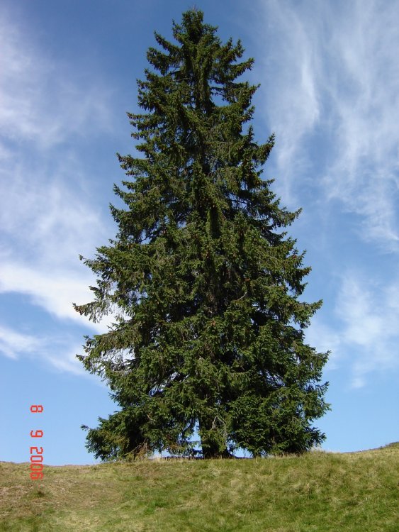 10.thumb.jpg.af2f8f7ef48e8942f666f665ca6ff538.jpg