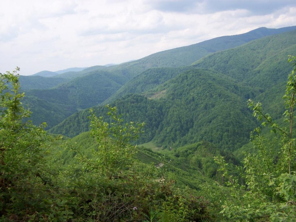 100_5672.thumb.jpg.1d36d3984ffc4b1c77a66efe784e89e7.jpg
