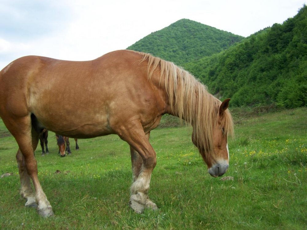 100_5710.thumb.jpg.676a9d9b66d85e529b91669e0c483fbd.jpg