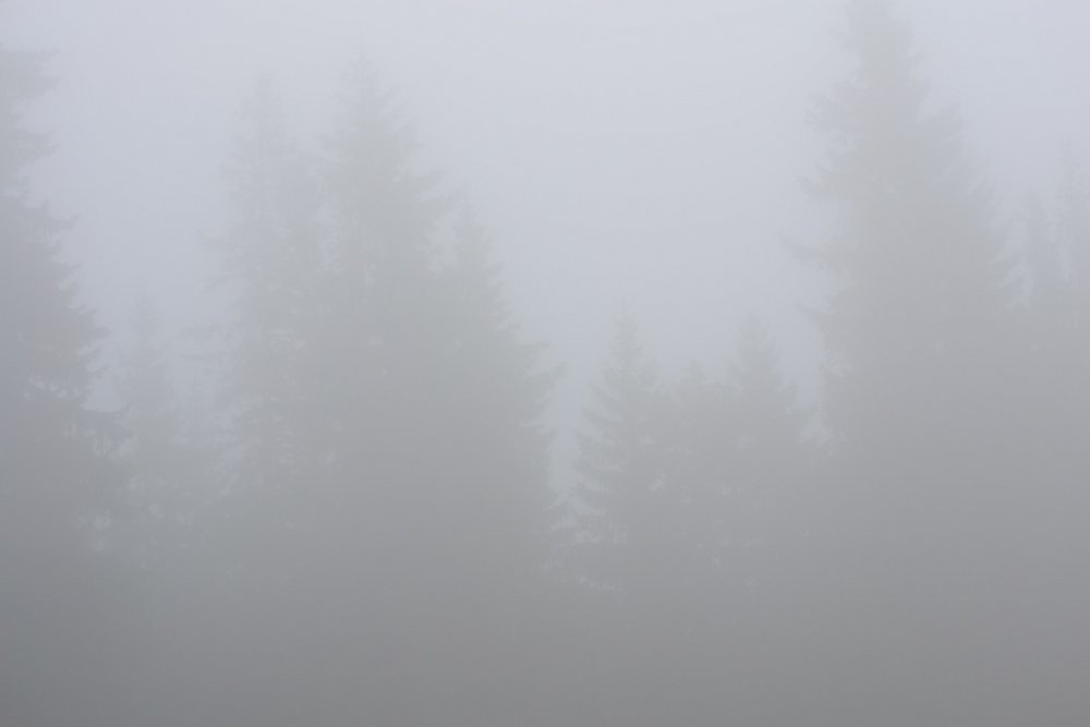 1165249893_DSC_6378(1024x683).thumb.jpg.e00eeaad1bd123eec7192f6afecd3d19.jpg