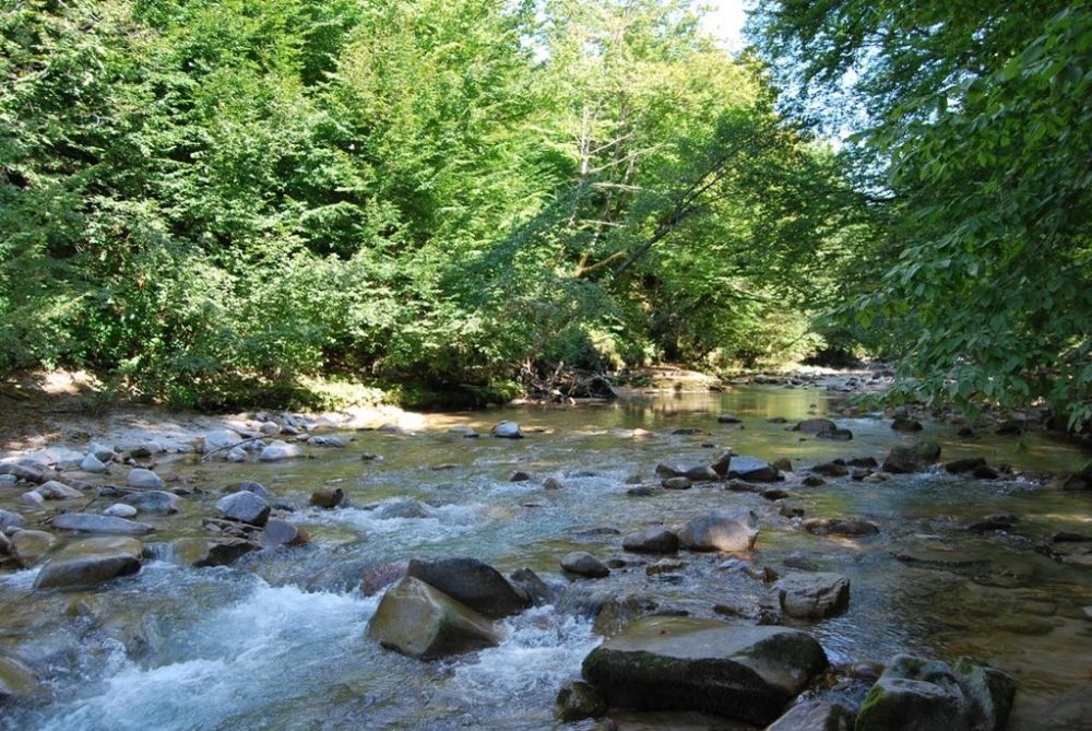 1179935011_Apuseni005.thumb.jpg.942d429c9e6a36f76018408dbf09575e.jpg