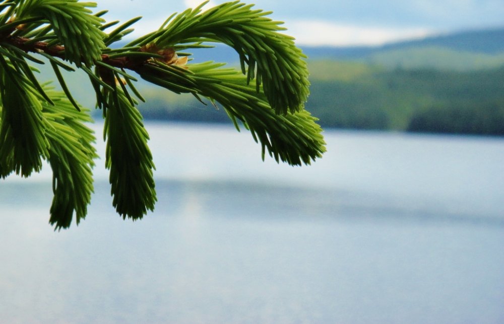 1227011438_DSC03495(1024x659).thumb.jpg.885ada08e500b3ae7355a4a5de59858b.jpg