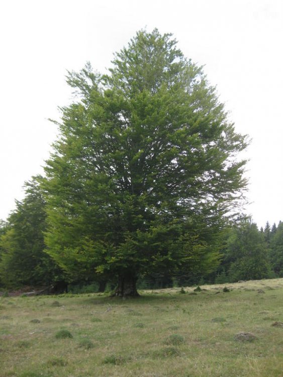 1359917501_Daci308.thumb.jpg.e578710236487c08c8dd6c1dde8a1d43.jpg
