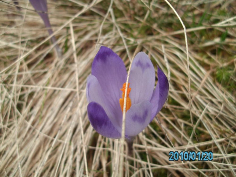 1460321175_IMG_04751600x1200.thumb.jpg.69b948dda6a0b422b128d866881cfb4f.jpg