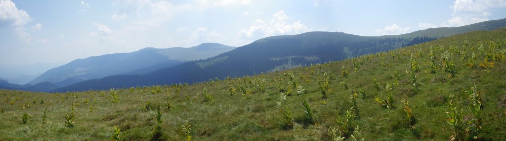 1496606902_Panorama14_resize.thumb.JPG.aaab7a14fb3ca6a57ead024927f63877.JPG