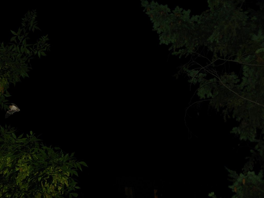 1631074009_LILIAC(1)(Large).thumb.JPG.32a3bb6314b633cd086c02d6933d7ae1.JPG
