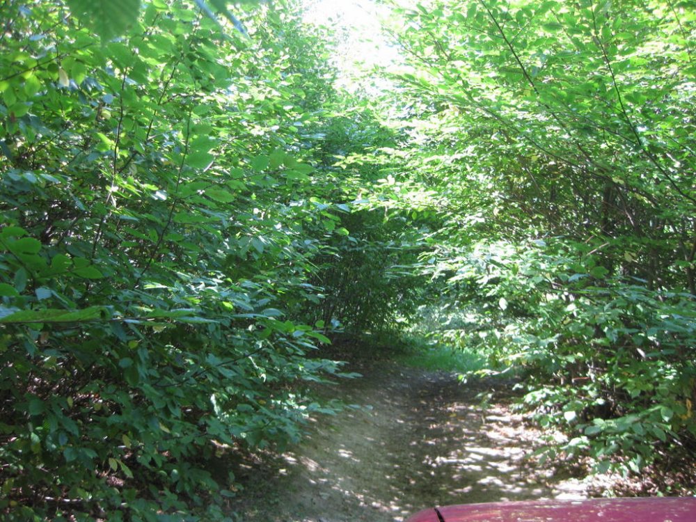 1811808063_Picture172.thumb.jpg.8853c2b7a3eee3909486a2c98fd5215e.jpg