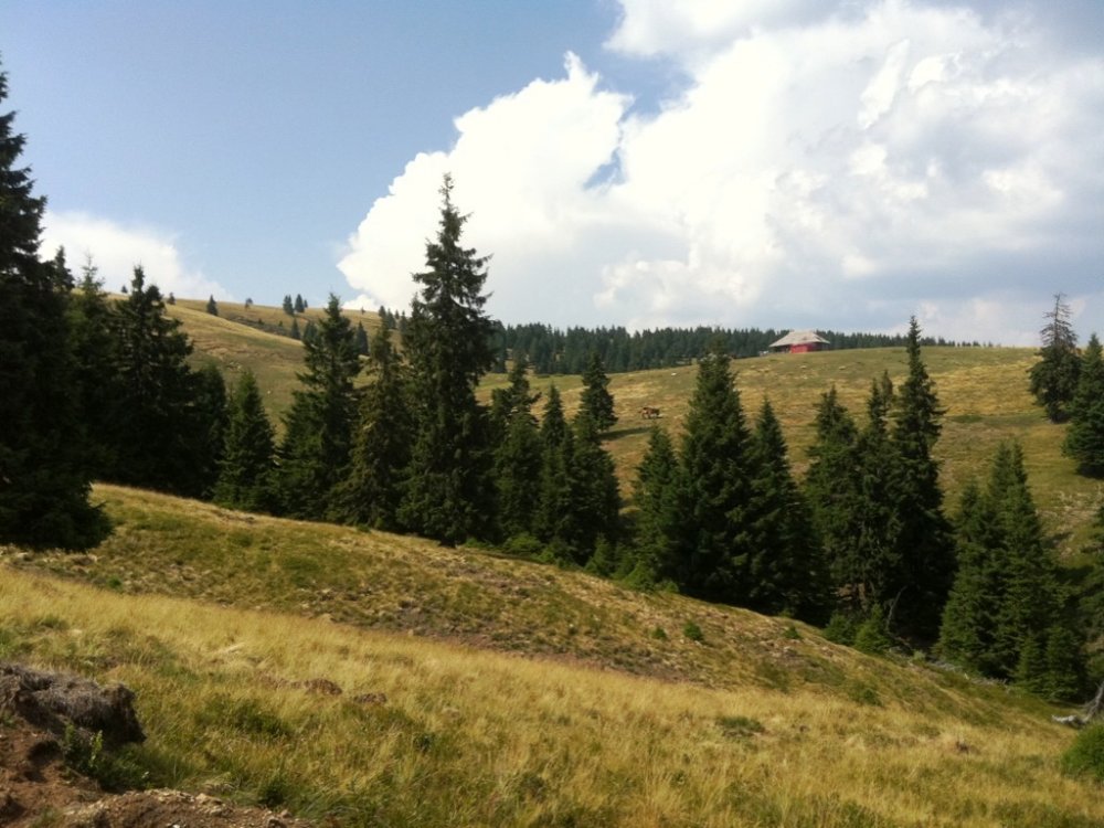 185495095_pozecheiaromani021.thumb.jpg.563b6dfa2cfb853d62cde7d7b6c7c22b.jpg