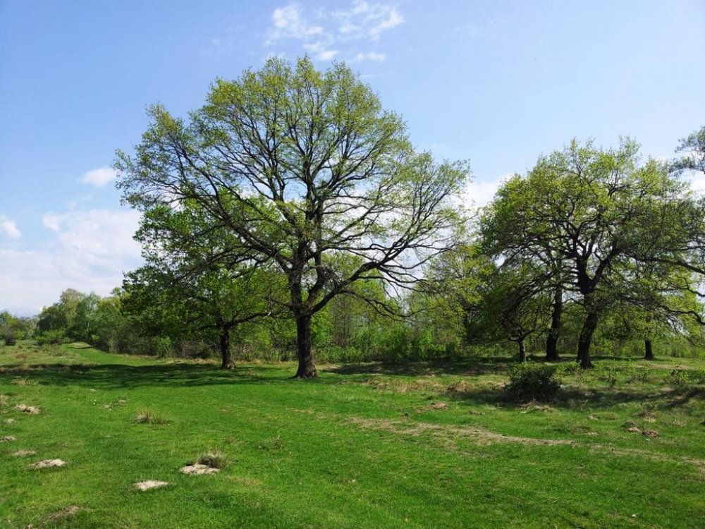 20120428_154750.thumb.jpg.66f21eddcbc6585c6fe5a2a17d18f33d.jpg