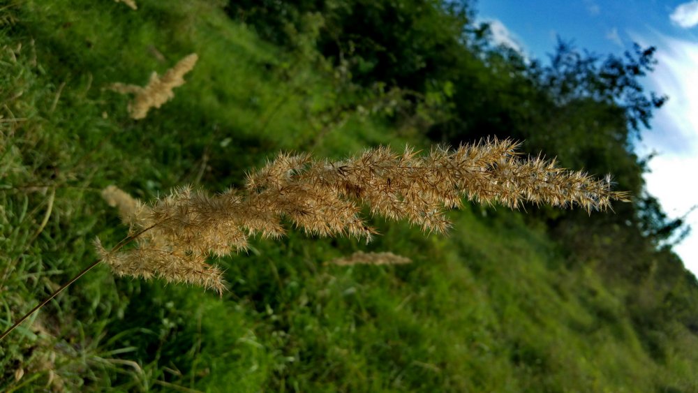 20150906_174402_resize.thumb.jpg.bf957c15b7c2e7b0c70859fe482bb73c.jpg