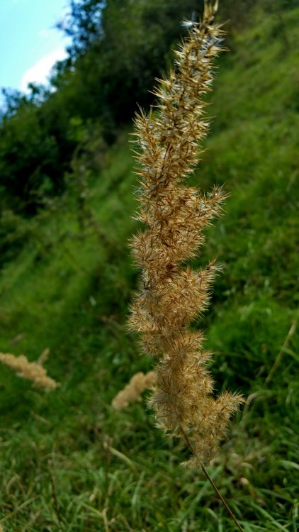 20150906_174415_resize.thumb.jpg.868b1af6becbe3367f3052650d7a2c73.jpg