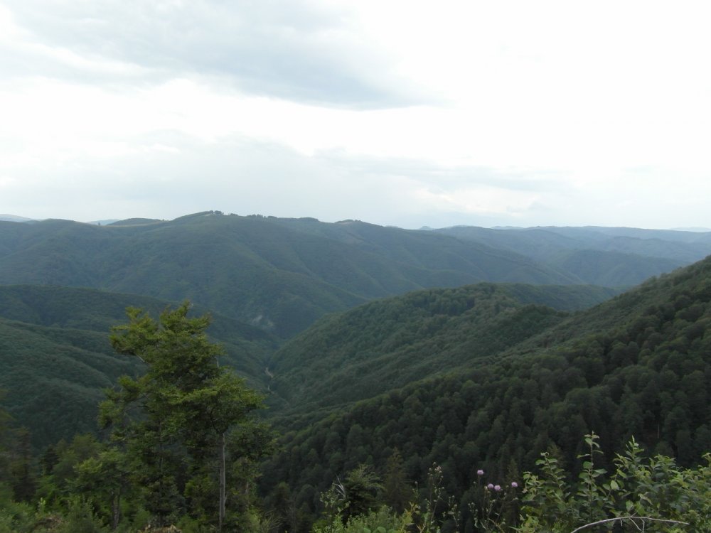 2138201274_SAM_3960(1280x960).thumb.jpg.a1ec653370c901cc4f3c1f1b7ee79321.jpg