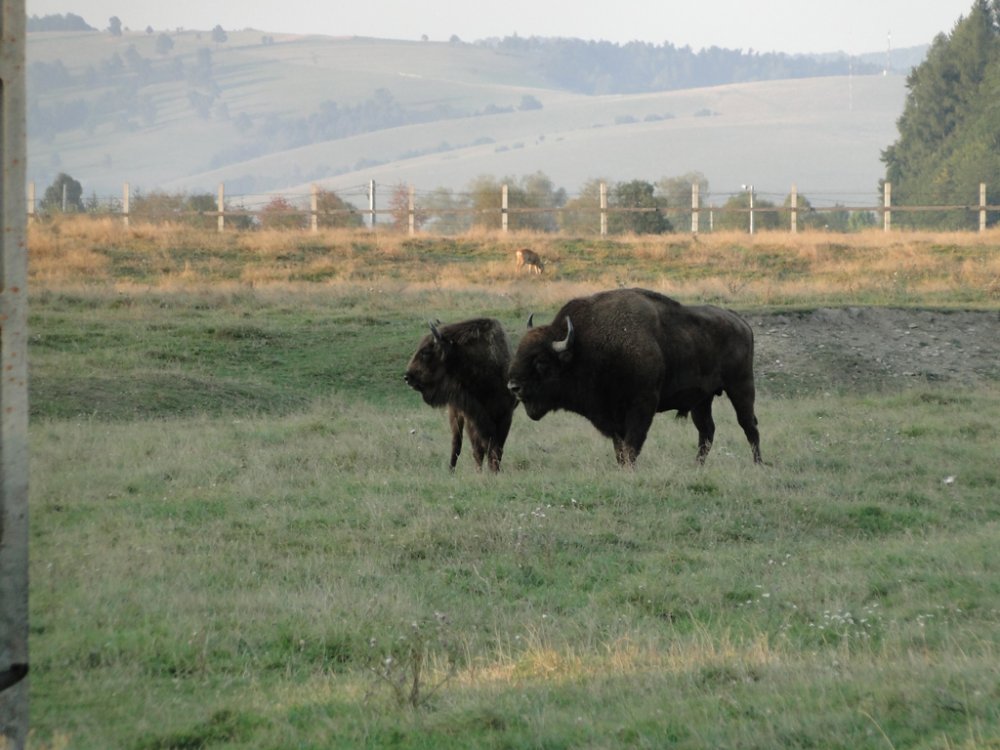 24.thumb.jpg.6ad0b31841352805013f13d72792d7c6.jpg