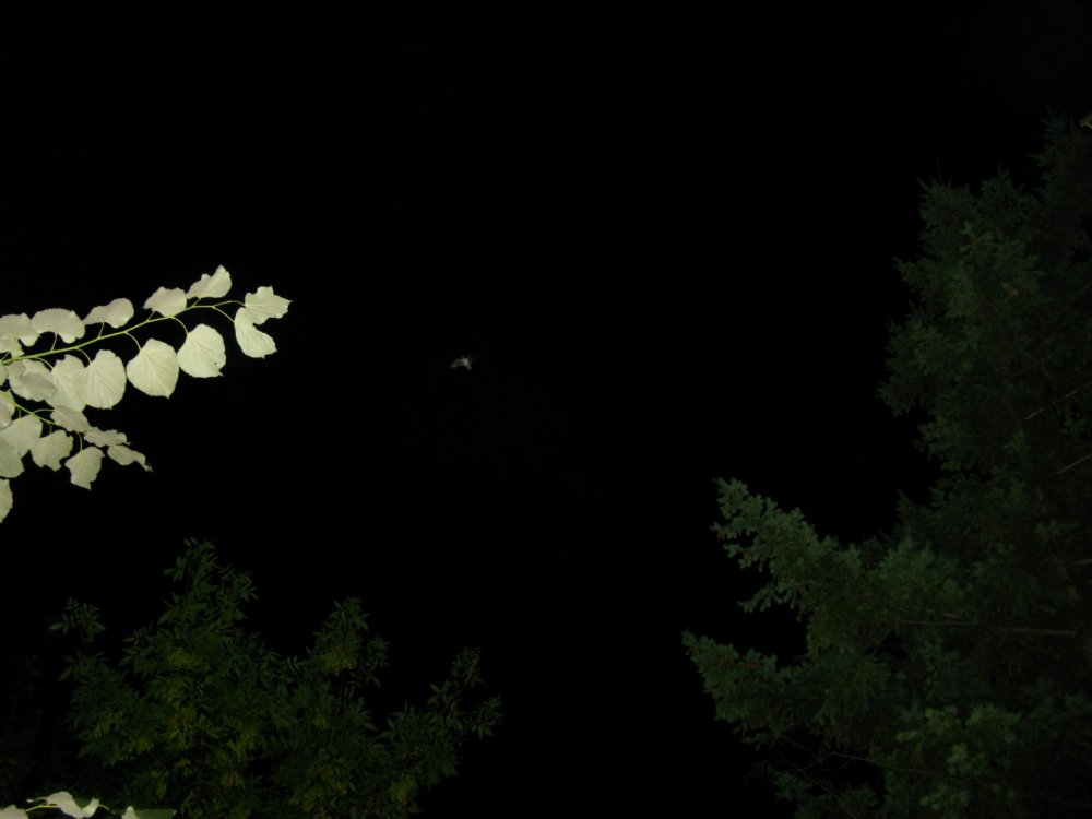 337421558_LILIAC(2)(Large).thumb.JPG.b274e0017a58938f72d67d221b52cb88.JPG