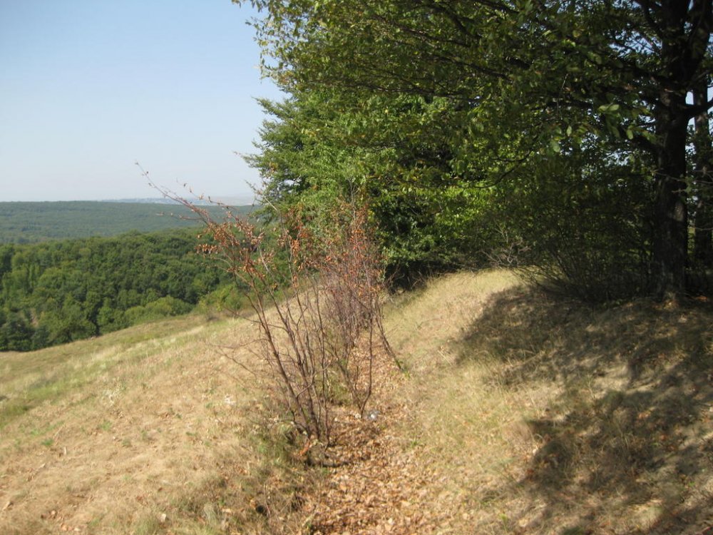 553100681_Picture116.thumb.jpg.0f298eda2f7be9b82bac1a01b4c50664.jpg
