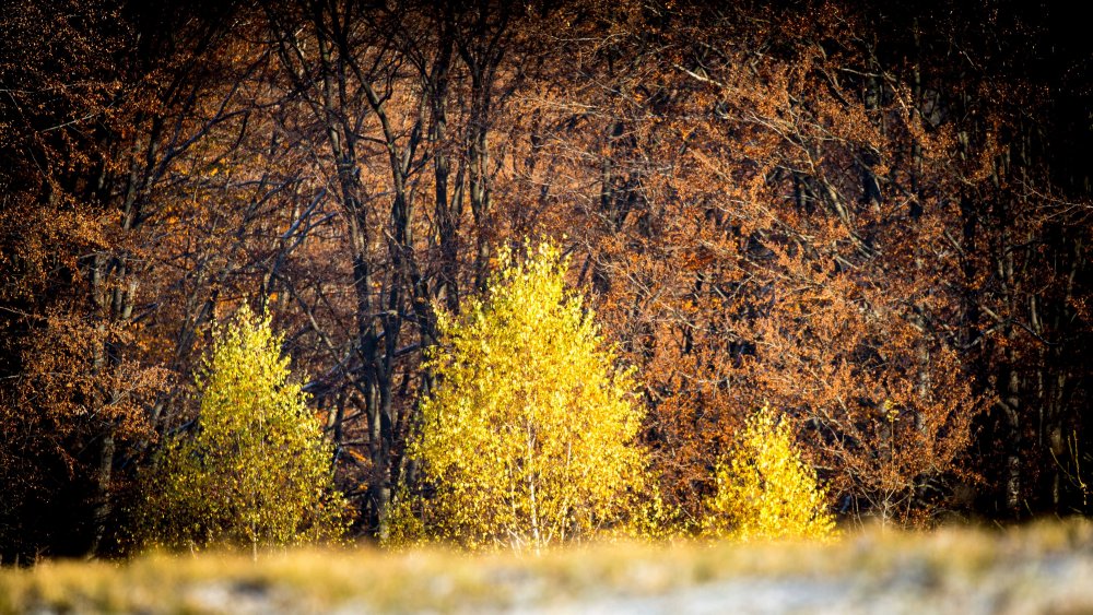 640B7901.thumb.jpg.f6ef163c10c5db4f656379e2b9b88a5b.jpg
