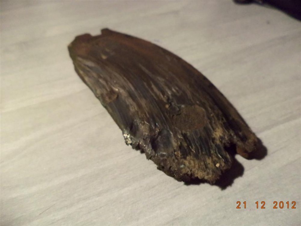 668744277_DSC00253(Large).thumb.JPG.ff457f1845be3105622b0e6b0054d531.JPG