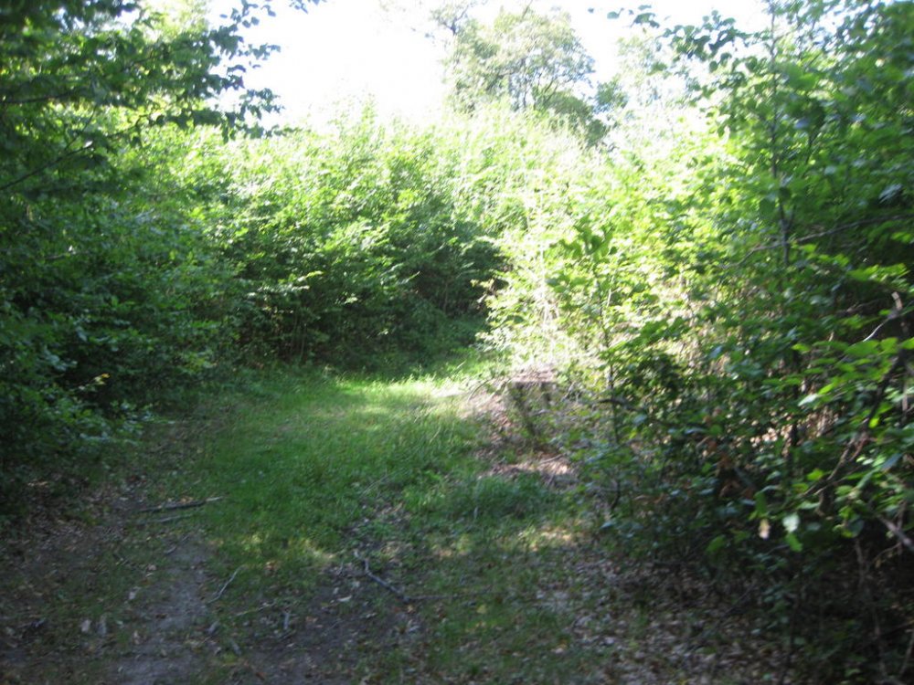 700409299_Picture117.thumb.jpg.da7f3dd74507850eb87ab88e1e288845.jpg