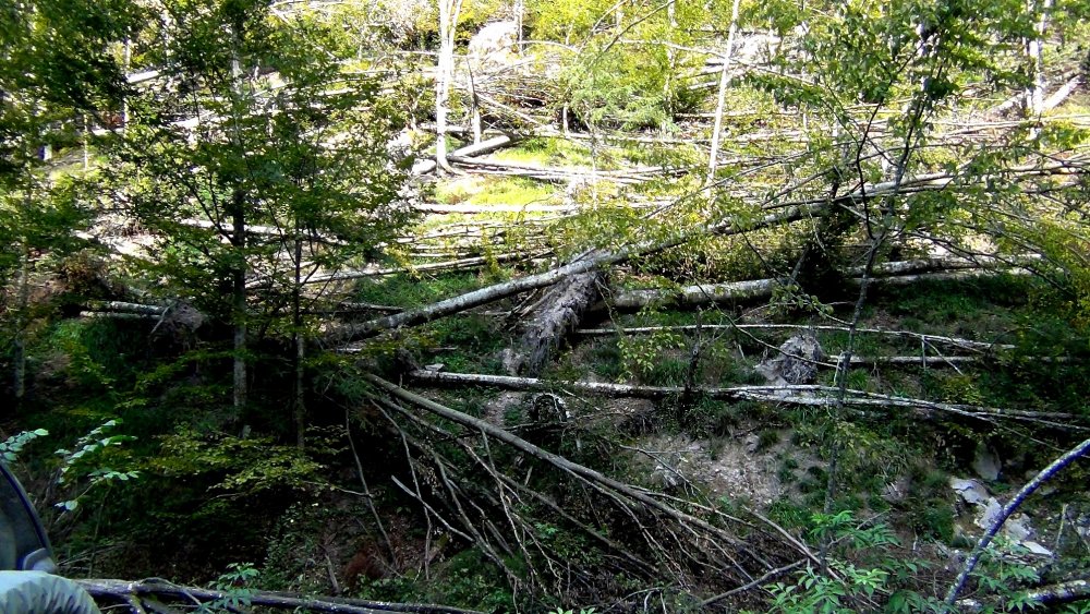 726833640_DSC02318r.thumb.jpg.8e4f836ec4537a80c1258c89b136c963.jpg