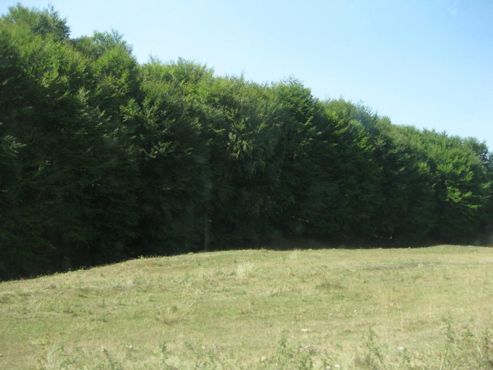 794767196_Picture138.thumb.jpg.f1e0b091fe25b67dd3cba2441ca1ab51.jpg