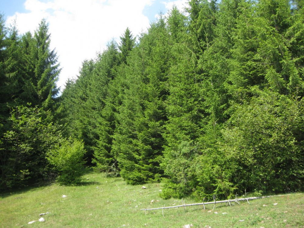 856006694_Daci207.thumb.jpg.c15da82cfa57de14f3222c43df49c58b.jpg