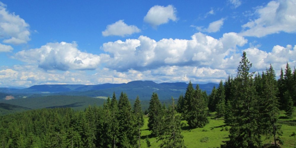 977754531_IMG_1017(1024x512).thumb.jpg.2cecd6dcd6844938e4e9c32107e06ef8.jpg