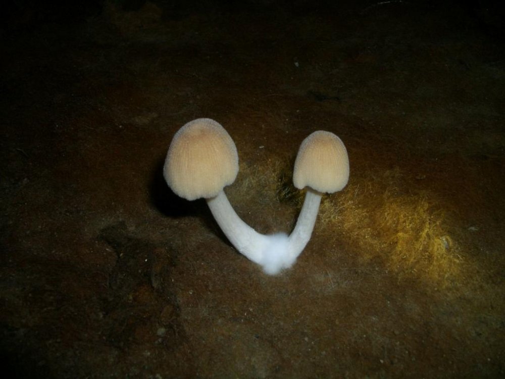 CIMG3911.thumb.jpg.aaa8a985201cbb20910f1ed029597913.jpg