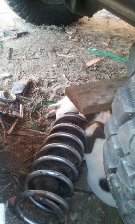 Coilover2.thumb.jpg.e2f87ae17673011a56a6b8da8983db05.jpg