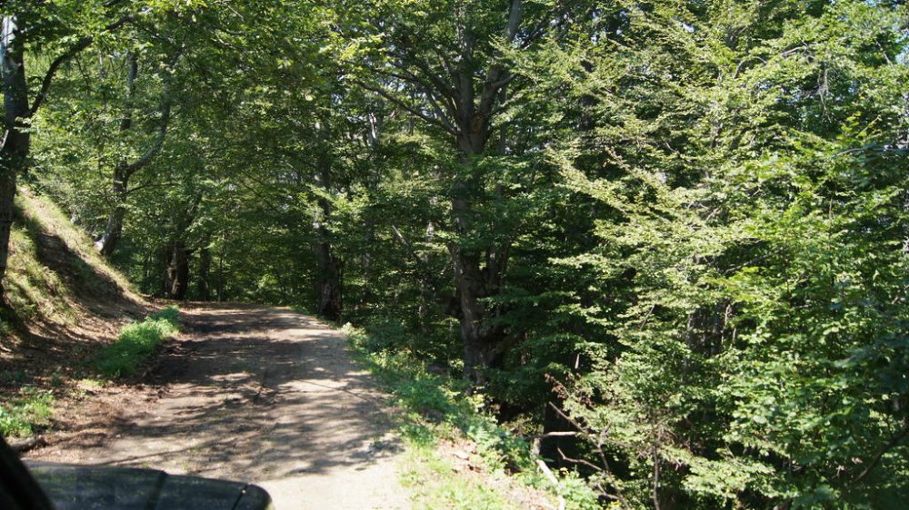 DSC00505_resize.thumb.jpg.9df7616c4e1c4c3a8e4246794dbe7198.jpg