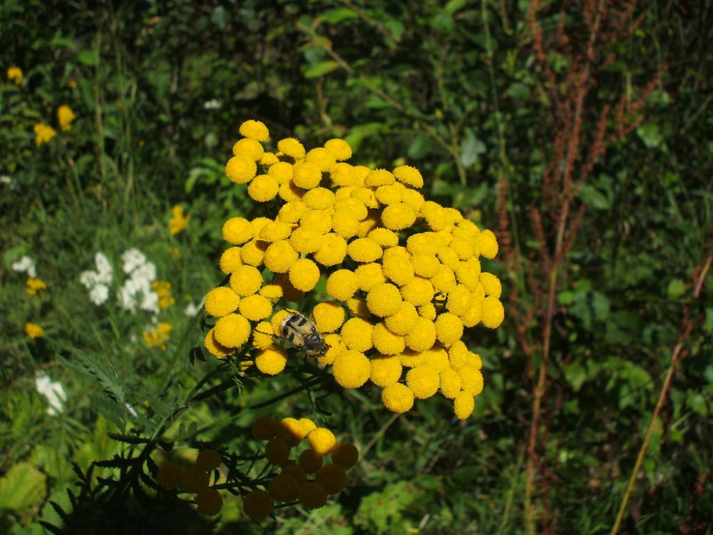 DSCF2377.thumb.jpg.8c9e04bf499c58033eff82369eafa9ad.jpg