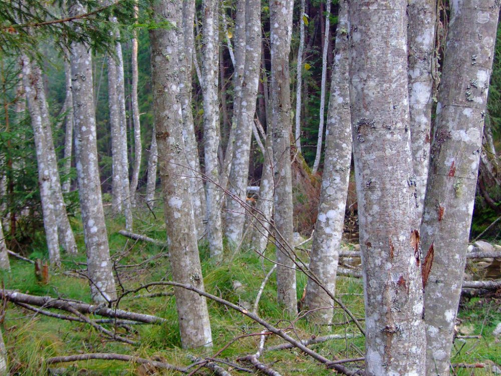 DSCF7335.thumb.jpg.addaeb94f791c9cfa4b795612a48b23c.jpg