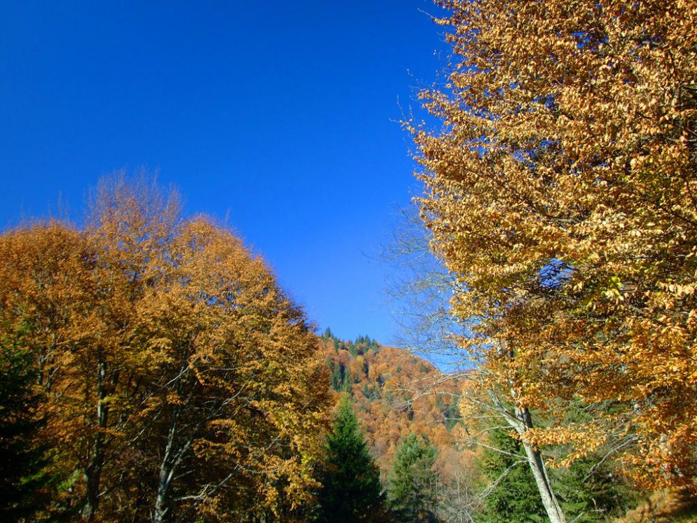 DSCF7545.thumb.jpg.5fc22d3e37e7478a514a4ff0741de606.jpg