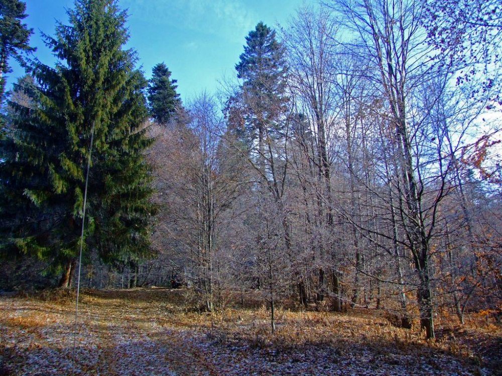 DSCF7870.thumb.jpg.596c23c6d0d72588d0bdeb6fc1349c71.jpg