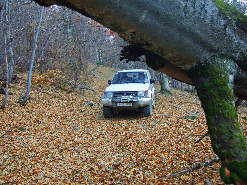 DSCF8263.thumb.JPG.a17d84a9065923e89475bae57e943673.JPG