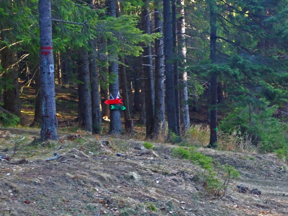 DSCF8333.thumb.JPG.8dcc1e4585b8ebebb36da07787b2d55c.JPG