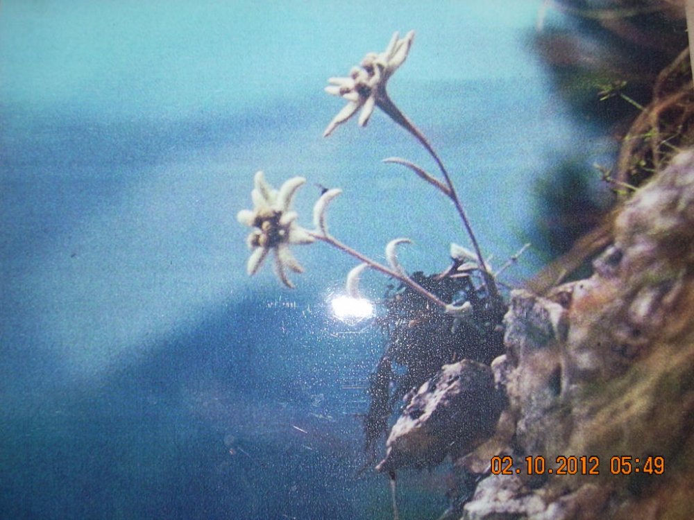 DSCN1394.thumb.jpg.a6ed45a011841d278319d2b502cf668a.jpg