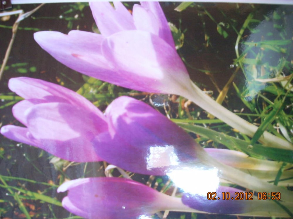 DSCN1415.thumb.jpg.18fc77f272df9a9cd567891942556541.jpg