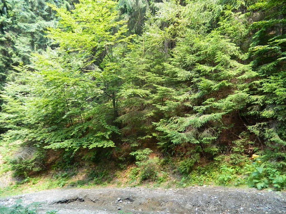 DSCN1981.thumb.jpg.813ee49aef620b95cecf58f9ab6c7ca6.jpg