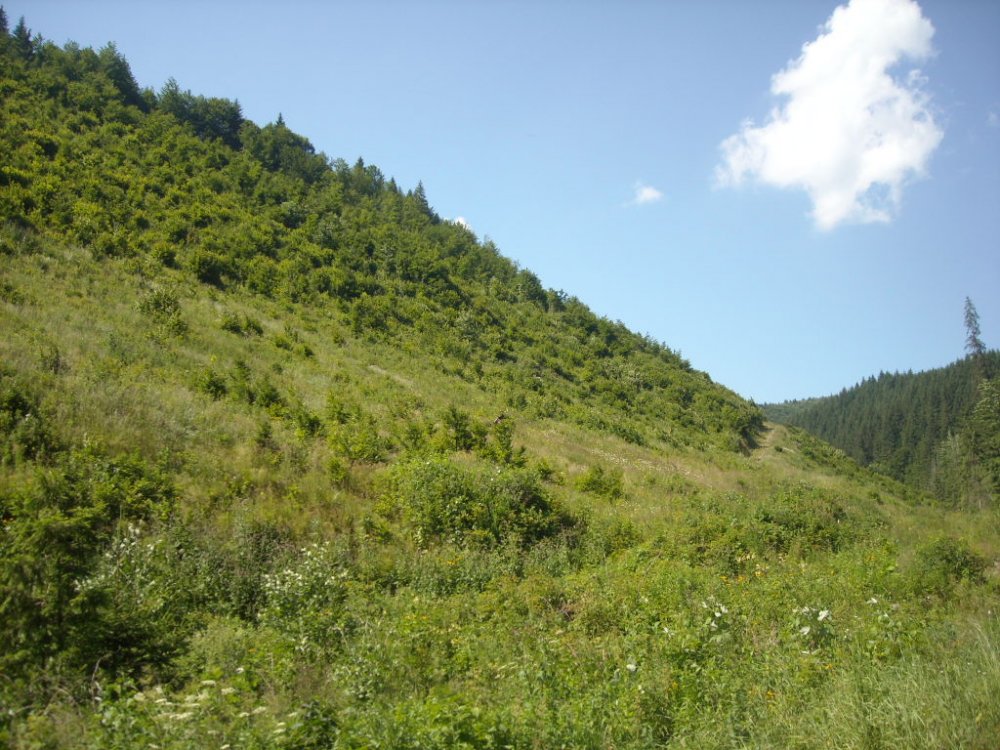 DSCN2339.thumb.JPG.09a846a871a1cd3835ab9f35ebc29f7c.JPG