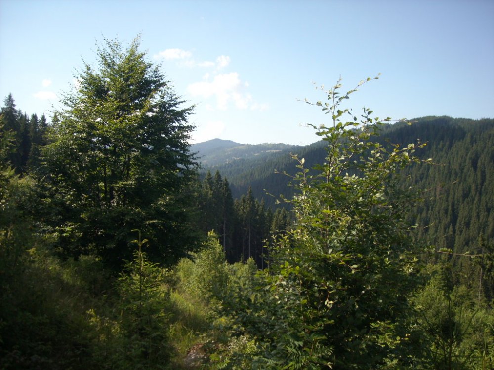 DSCN2361.thumb.JPG.1a977a6137baf89443170fe2646da11d.JPG