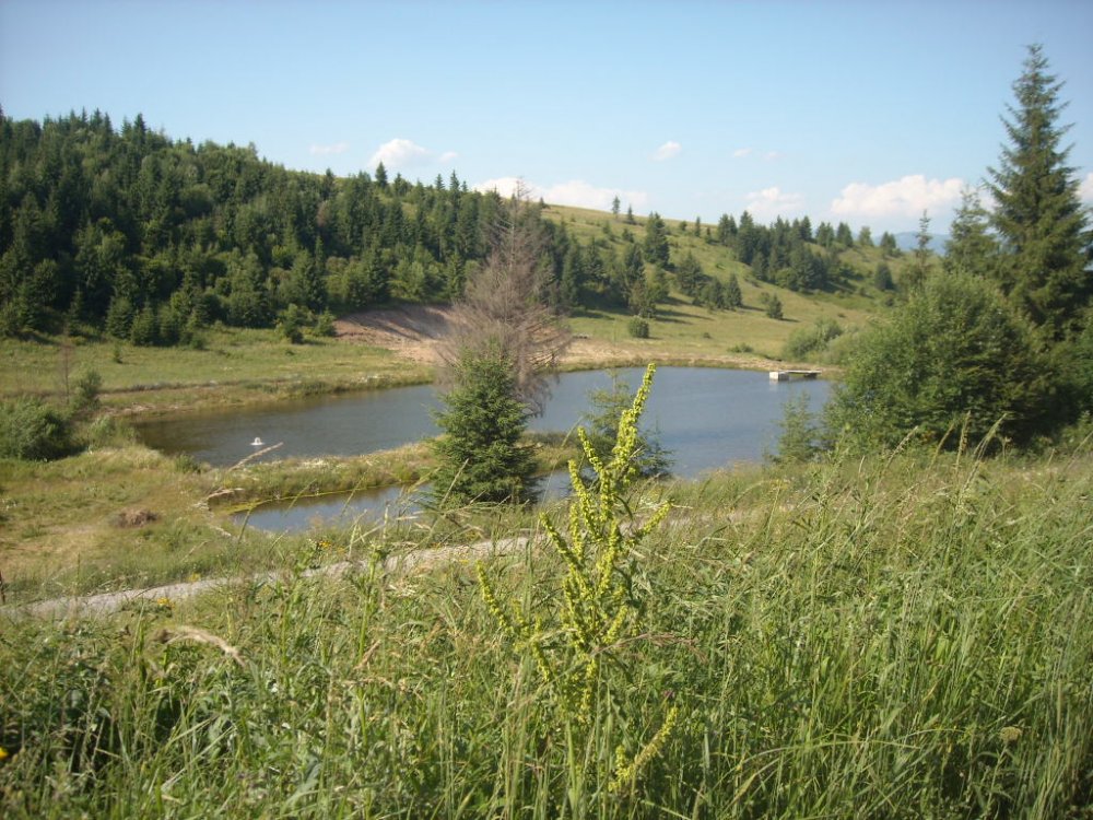 DSCN2372.thumb.JPG.35d6c77ad9b804294f2907e72471a277.JPG