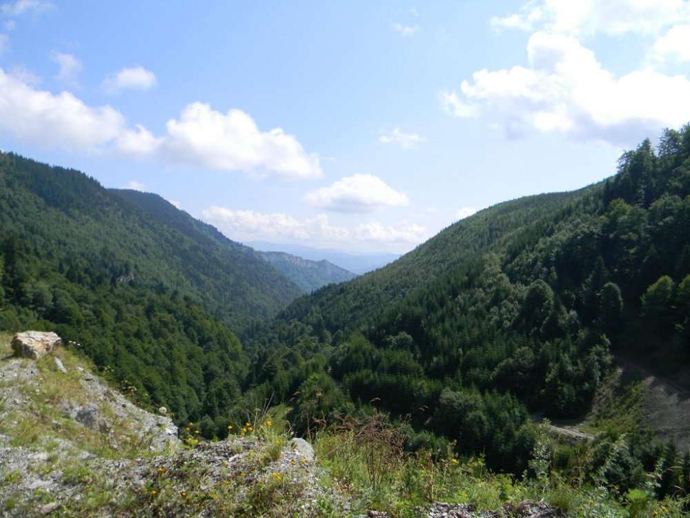 DSCN2482.thumb.jpg.190a9d8268104a829d64f8ebc98f6dc1.jpg