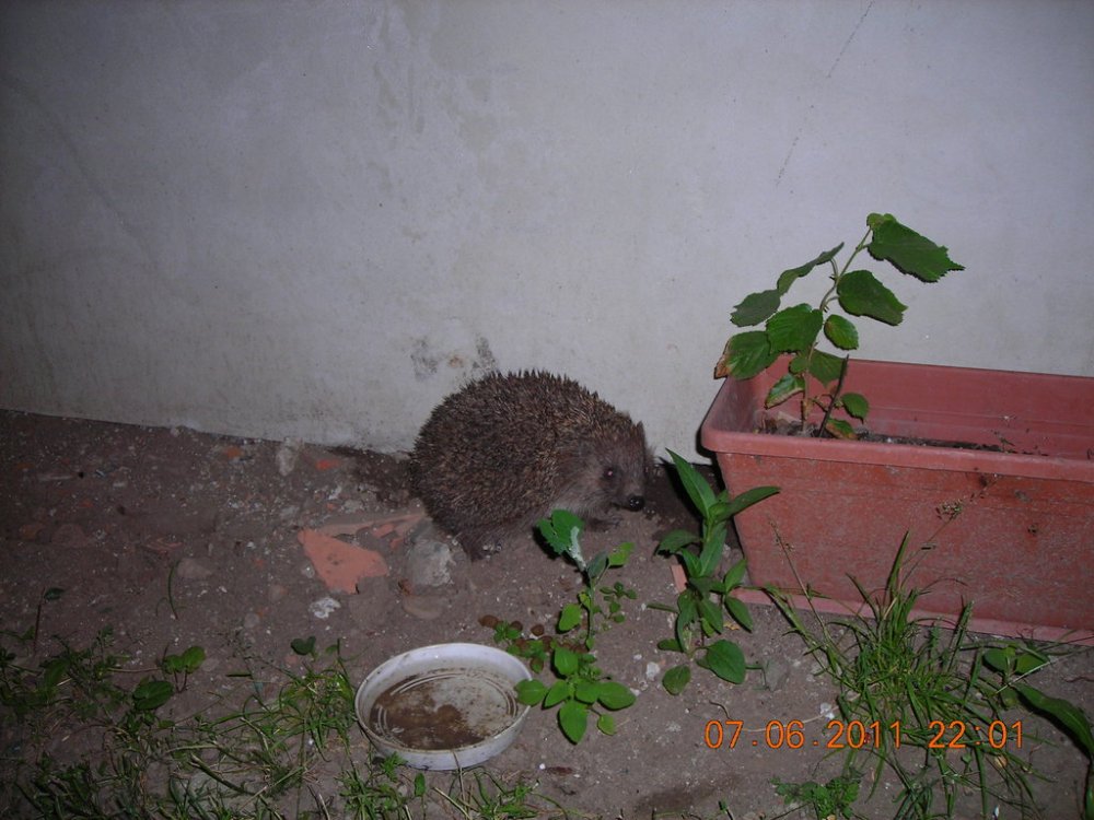 DSCN4021.thumb.jpg.5e28c4244a091aa1370e74b66aa3a832.jpg