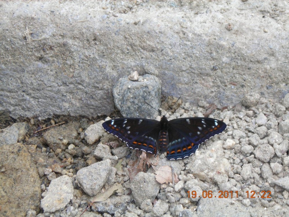 DSCN4090.thumb.jpg.3aeb68efb8ae408f4d49aa188e48e815.jpg
