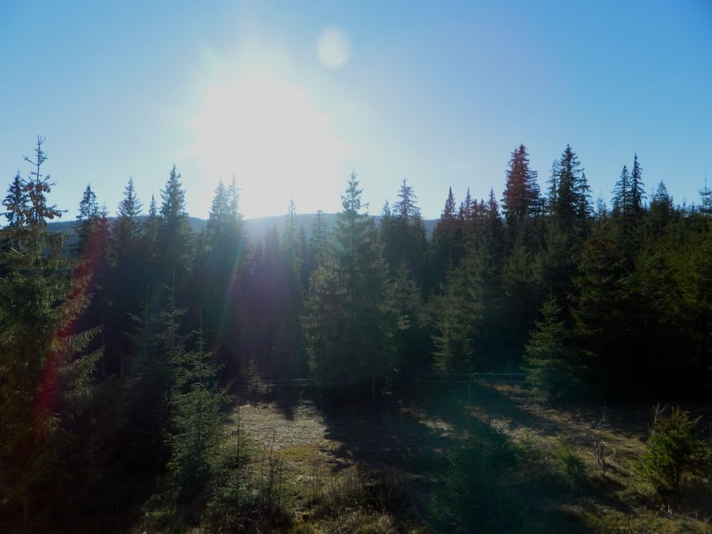 DSCN7016.thumb.JPG.202b8de76683b8fdb469ad53e4f9ccf8.JPG