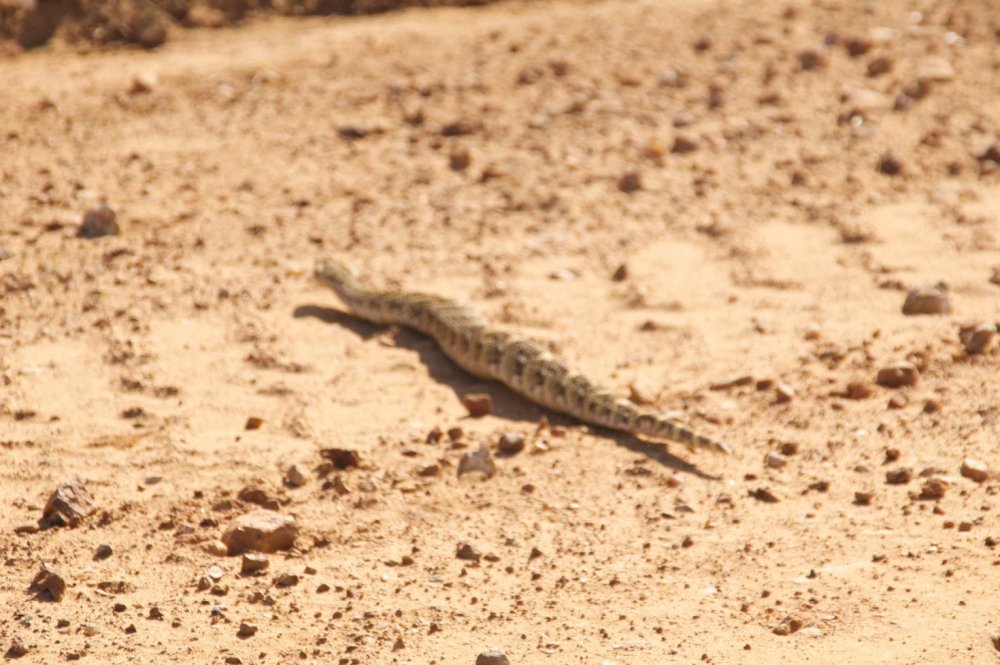 DSC_0325.thumb.jpg.9a9deb11ba0de3bdeac9820695cc1b3c.jpg