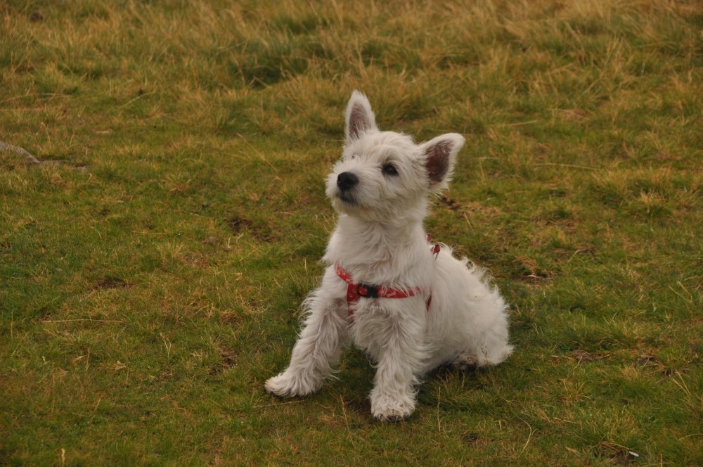 DSC_4247.thumb.JPG.670c7cacf545e07a68a677eda9d62b21.JPG