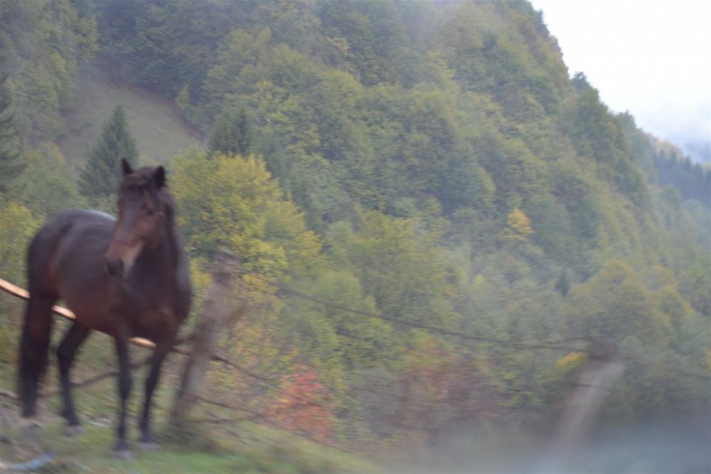 DSC_9561.thumb.jpg.20b9a4fb1e50d338d85bbb5ed43c212a.jpg