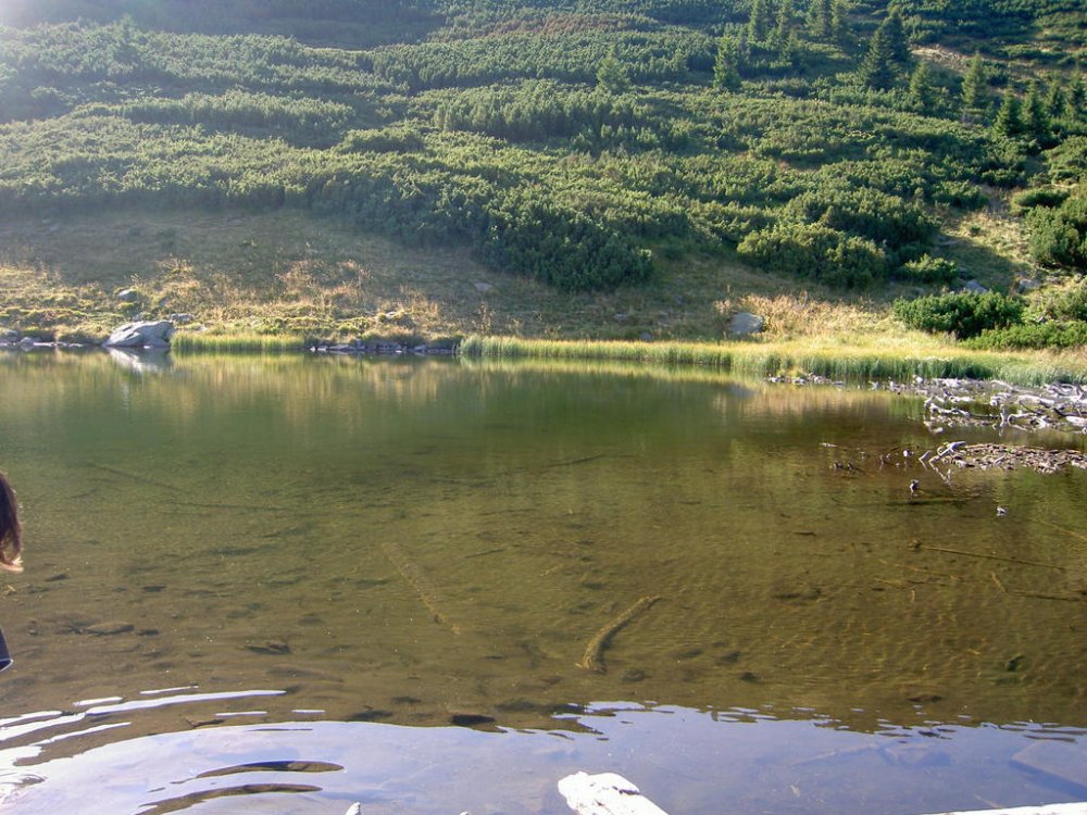 PICT3185.thumb.jpg.2888eec36cf195e0cf48b271fd0d3c26.jpg