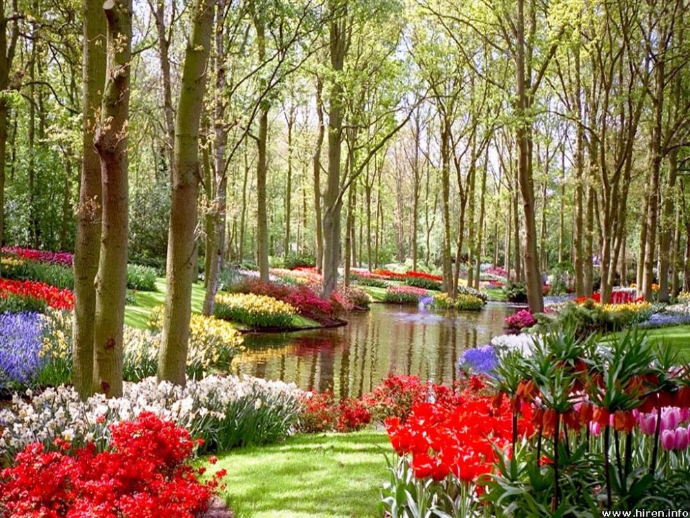 garden-and-flowers.thumb.jpg.73275ac06292650ff79a42104938c76f.jpg